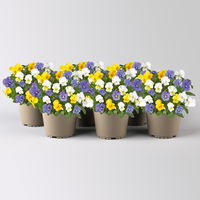 Hornveilchen Quattro, blau-weißgelb-gelb-weiß, Topf -Ø 13 cm, 6 Pflanzen