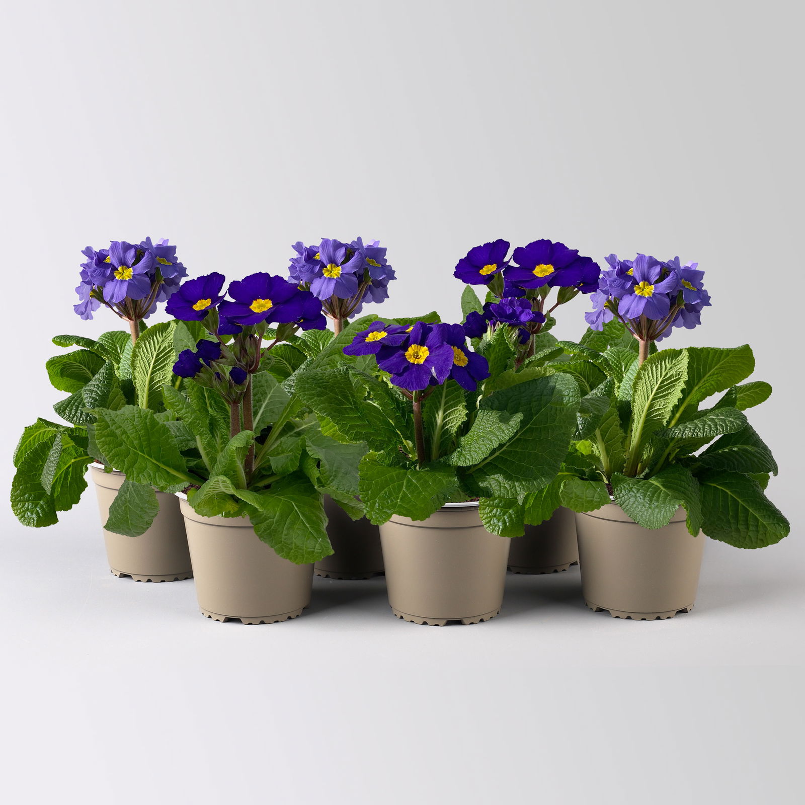 Hohe Schlüsselblume 'Inara® Blue', blau-violett, Topf-Ø 13 cm, 6 Pflanzen Hohe Schlüsselblume 'Inara® Blue', blau-violett, Topf-Ø 13 cm, 6 Pflanzen