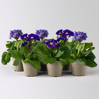 Hohe Schlüsselblume 'Inara® Blue', blau-violett, Topf-Ø 13 cm, 6 Pflanzen Hohe Schlüsselblume 'Inara® Blue', blau-violett, Topf-Ø 13 cm, 6 Pflanzen
