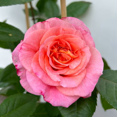 Duftende Edelrose 'Augusta Luise®', rose-aprikot, Doppelbogen, Topf 10 Liter Duftende Edelrose 'Augusta Luise®', rose-aprikot, Doppelbogen, Topf 10 Liter