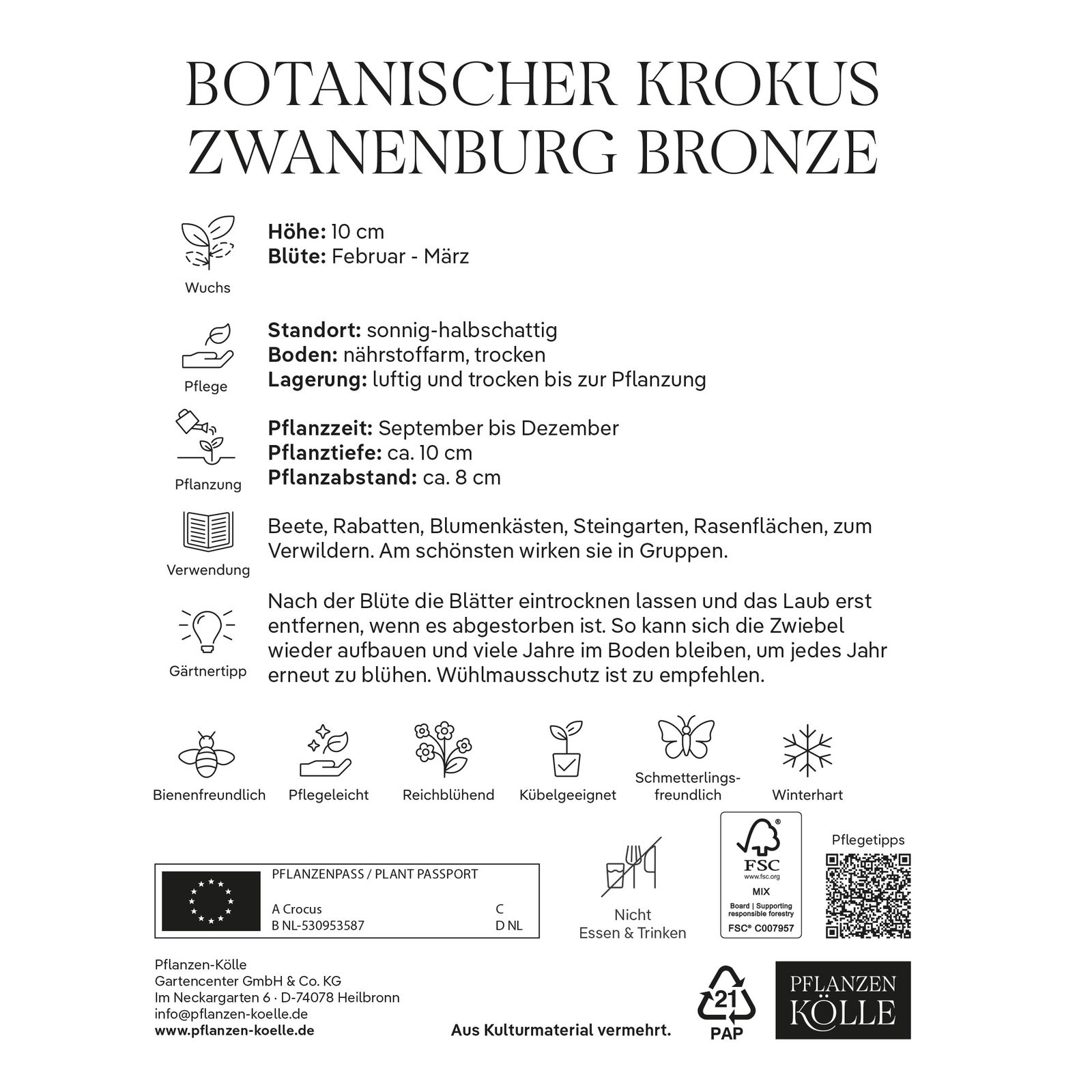 botanische Krokusse 'Zwanenburg Bronze', lila-gelb, 20 Blumenzwiebeln