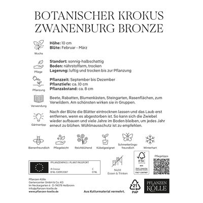 botanische Krokusse 'Zwanenburg Bronze', lila-gelb, 20 Blumenzwiebeln botanische Krokusse 'Zwanenburg Bronze', lila-gelb, 20 Blumenzwiebeln