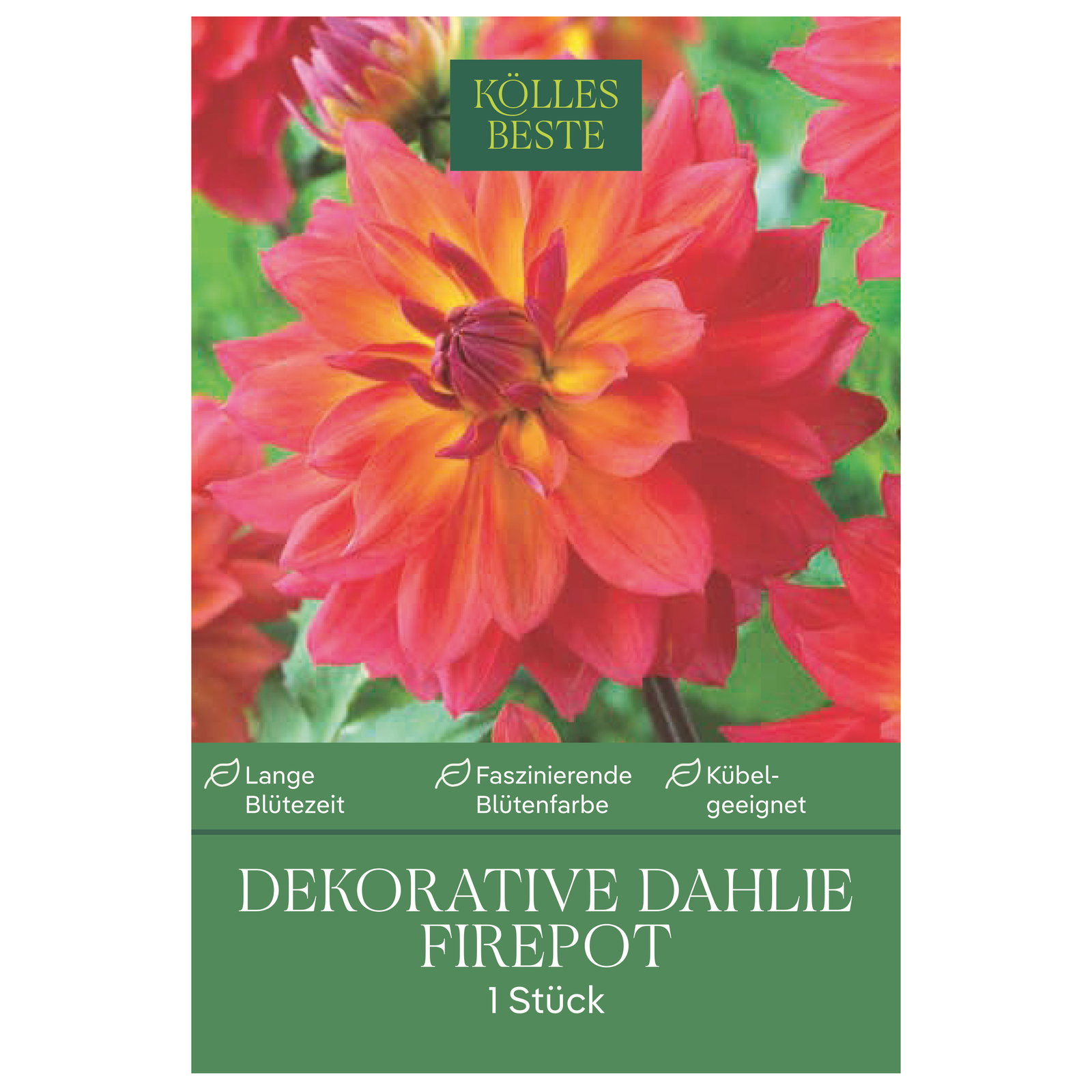 Kölles Beste Dekorative-Dahlie 