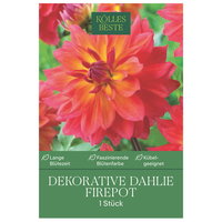 Kölles Beste Dekorative-Dahlie 