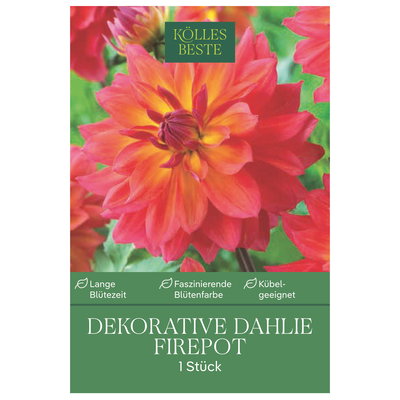Kölles Beste Dekorative-Dahlie 