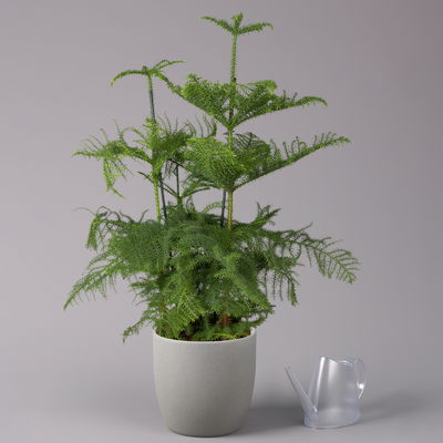 Zimmertanne, 3er Tuff, Topf-Ø 27 cm, Höhe ca. 100 cm Zimmertanne, 3er Tuff, Topf-Ø 27 cm, Höhe ca. 100 cm