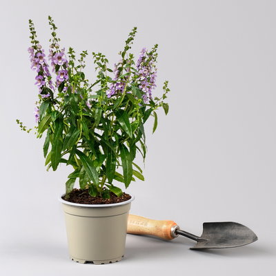 Angelonia T12 lila/blau (*) Angelonia T12 lila/blau (*)