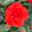 Beetrose 'Westpoint'®, blutorange, Topf 5 Liter