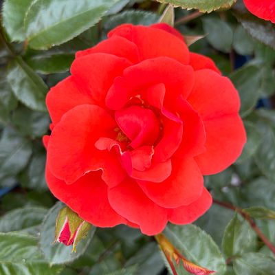 Beetrose 'Westpoint'®, blutorange, Topf 5 Liter Beetrose 'Westpoint'®, blutorange, Topf 5 Liter