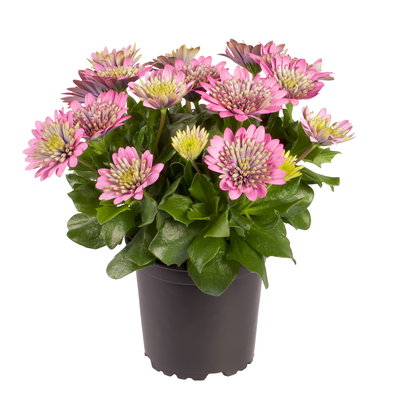 Osteospermum rosa/lila gefüllt, Topf-Ø 12 cm, 6 Stück Osteospermum rosa/lila gefüllt, Topf-Ø 12 cm, 6 Stück