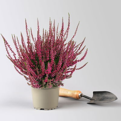 Knospenheide, rot, Topf-Ø 12 cm, 6 Pflanzen