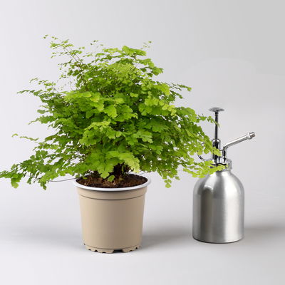 Grünpflanzenkreation Farnliebe, blau-grün, Topf-Ø 12 cm, 6 Pflanzen