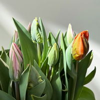 Tulpe Mixtopf bunt, vorgetrieben, Topf-Ø 23 cm