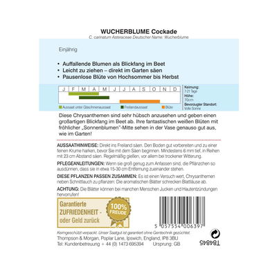 Wucherblume „Cockade“, Sommermargerite, ungewöhnliche Farbkombination Wucherblume „Cockade“, Sommermargerite, ungewöhnliche Farbkombination