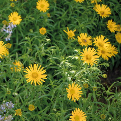 Bio Ochsenauge, gelb, Topf 11x11 cm, 3 Pflanzen