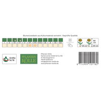 Kölles Beste XXL Asiatische Lilie 'Elodie', rosa, Größe 16/18, 2 Blumenknollen