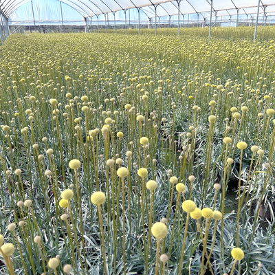 Craspedia 'Golf Beauty' gelb, Topf-Ø 14 cm, 2 Pflanzen