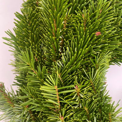 Adventskranz, Nordmanntanne, rund gebunden, ca. 40 cm Ø