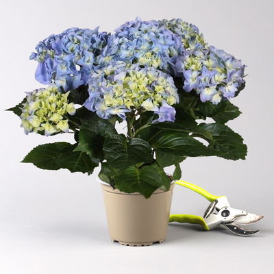 Hortensie blau, Topf-Ø 13/14 cm, 7 Dolden, Höhe ca. 35 cm, 2 Pflanzen