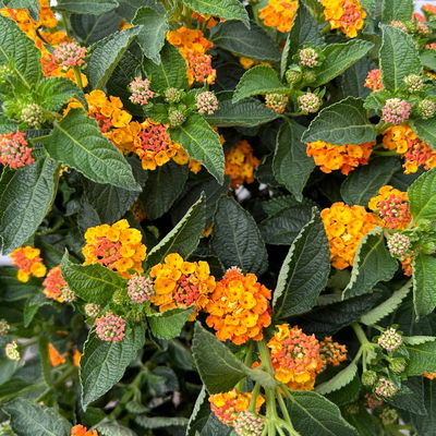 Wandelröschen, orange, Stamm, Topf-Ø 23 cm