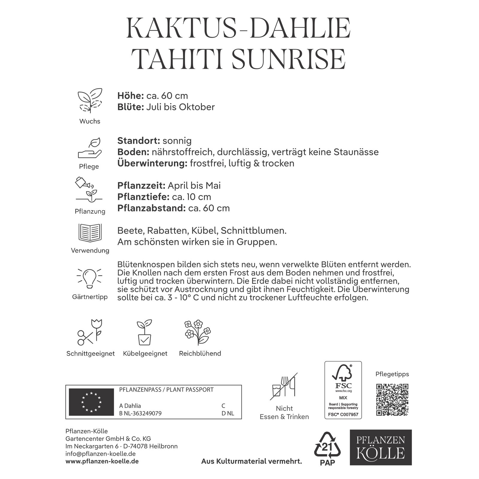 Kölles Beste Kaktus-Dahlie 'Tahiti Sunrise' rot/gelb, 1 Blumenknolle