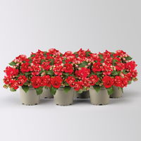 Fleißiges Lieschen, rot, gefüllt blühend, Topf -Ø 12 cm, 6 Pflanzen