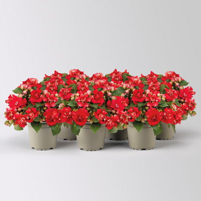 Fleißiges Lieschen, rot, gefüllt blühend, Topf -Ø 12 cm, 6 Pflanzen