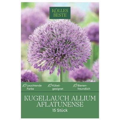 Iranlauch Allium Aflatunense, 15 Blumenzwiebeln Iranlauch Allium Aflatunense, 15 Blumenzwiebeln