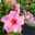 Dipladenie 'T. Rose Splash' rosa, Doppelbogen, Topf-Ø 17 cm, Höhe ca. 70 cm