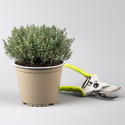 Sunny Herbs® Thymian 'Faustini', blassviolett, Topf-Ø 14 cm, 6 Pflanzen