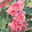 Stockrose, rosa, Topf-Ø 13 cm, 6 Pflanzen
