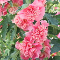 Stockrose, rosa, Topf-Ø 13 cm, 6 Pflanzen