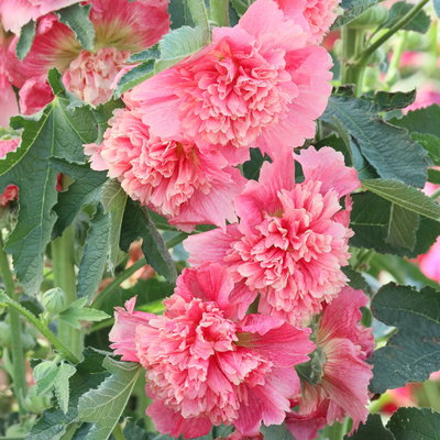 Stockrose, rosa, Topf-Ø 13 cm, 6 Pflanzen Stockrose, rosa, Topf-Ø 13 cm, 6 Pflanzen