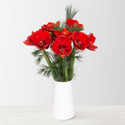 Schnittblumen-Mix aus 5 roten Amaryllis & 5 Seidenkiefer Schnittblumen-Mix aus 5 roten Amaryllis & 5 Seidenkiefer