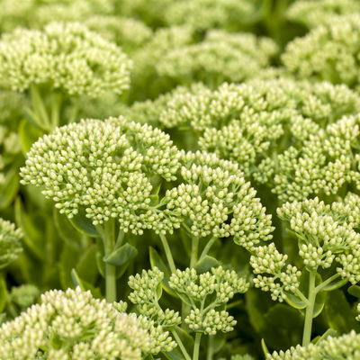 Hohe Fetthenne 'Herbstfreude', rosa, Topf-Ø 13 cm, 6er-Set