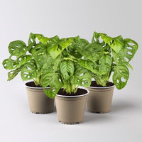 Monstera adansonii, Topf-Ø 12 cm, Höhe ca. 25 cm, 3 Pflanzen