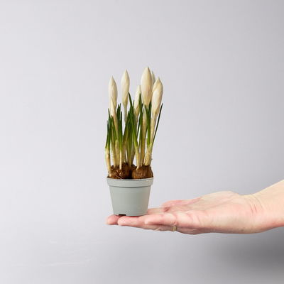 Krokus Mini blau, Topf-Ø 6 cm, 10 Pflanzen