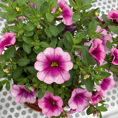 Zauberglöckchen 'Frozen Berry', rosa-pink, Topf-Ø 13 cm, 6 Pflanzen