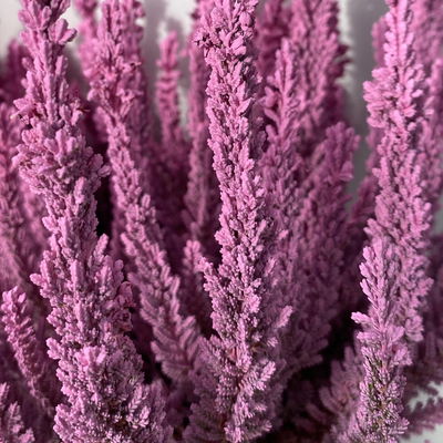 Besenheide SKYLINE® rosa gefärbt, Topf-Ø 11 cm, 6 Pflanzen Besenheide SKYLINE® rosa gefärbt, Topf-Ø 11 cm, 6 Pflanzen