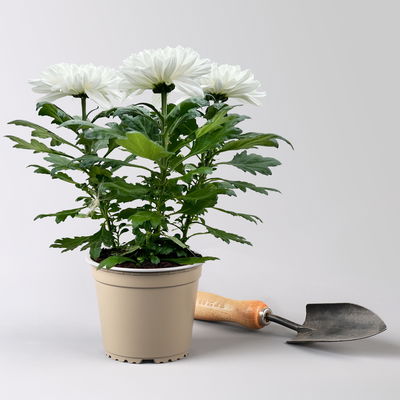 Chrysantheme 'Zembla Next White', weiß, großblumig, Topf-Ø 13 cm, 6 Pflanzen