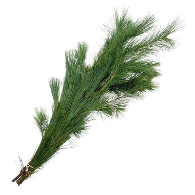 Seidenkiefer im Handbund, ca. 60-80 cm lang, 5 Bund Seidenkiefer im Handbund, ca. 60-80 cm lang, 5 Bund