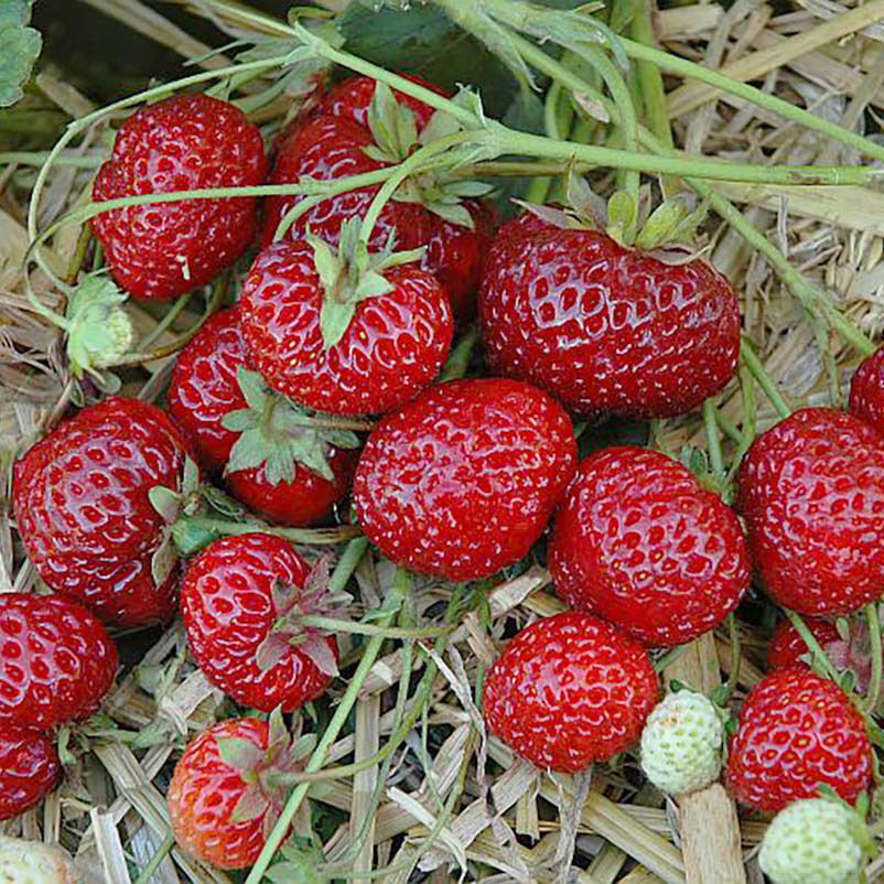 6er-Set Hummi® Erdbeere, Fragaria x ananassa ‘Neue Mieze’, 9cm Topf