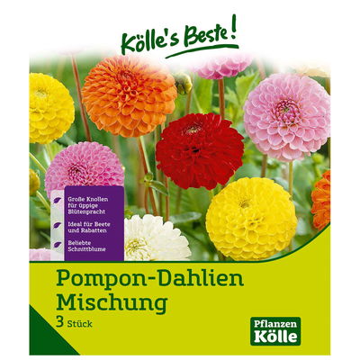 Pompon-Dahlien Mischung, 3 Blumenknollen Pompon-Dahlien Mischung, 3 Blumenknollen