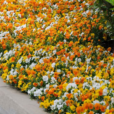 Hornveilchen 'Trio', orange-gelb-weiß, Topf-Ø 10/11 cm, 8 Pflanzen