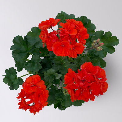 Geranie orangerot, Topf-Ø 13cm, 6 Pflanzen Geranie orangerot, Topf-Ø 13cm, 6 Pflanzen