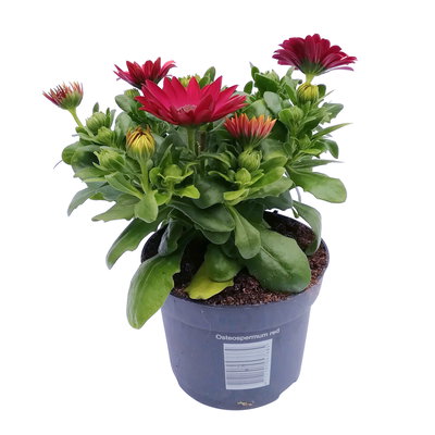 Kapkörbchen rot, Topf-Ø 12 cm, 6er-Set