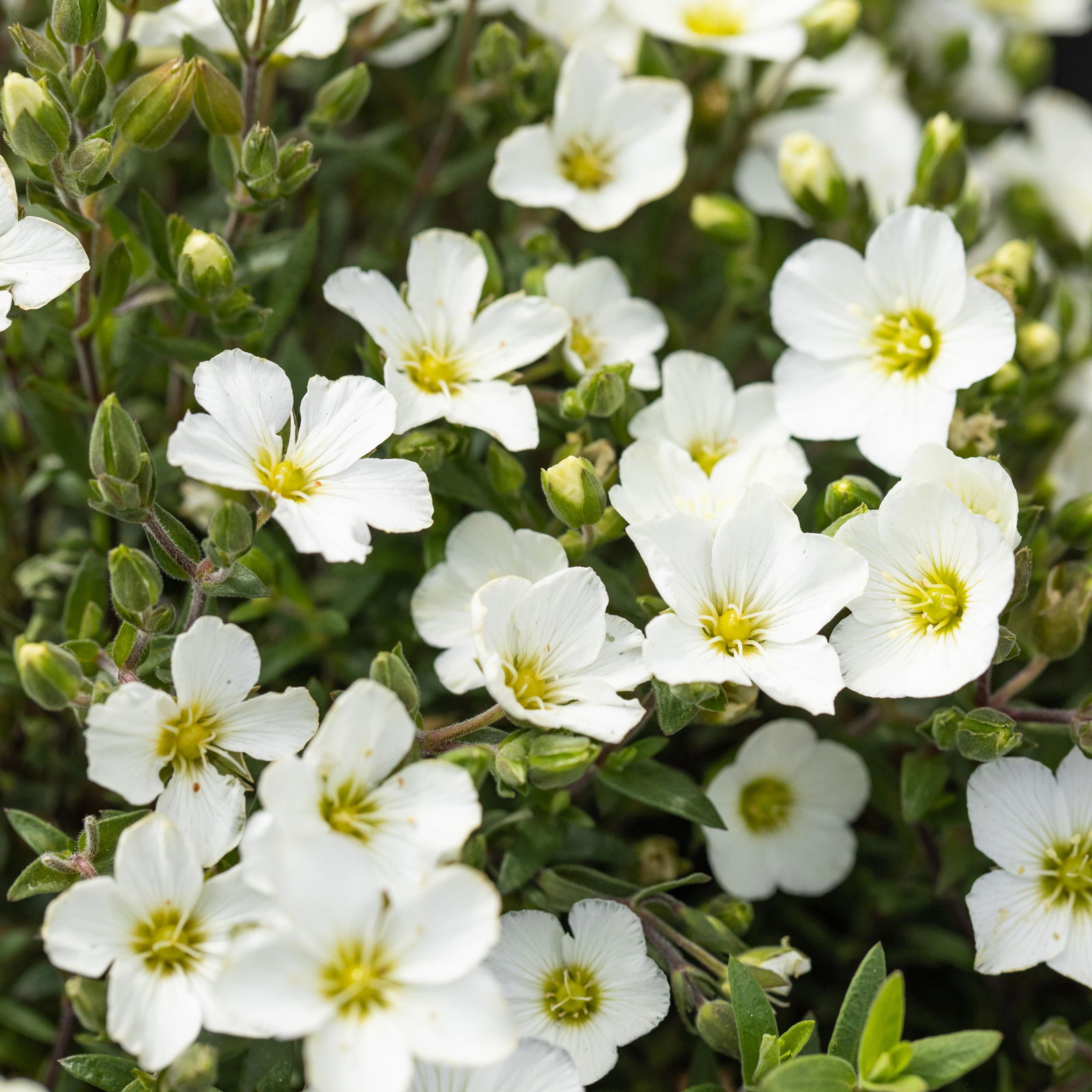 Insektenfreundliches Stauden Set, 18 Pflanzen für 3 m², bunt