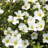 Insektenfreundliches Stauden Set, 18 Pflanzen für 3 m², bunt