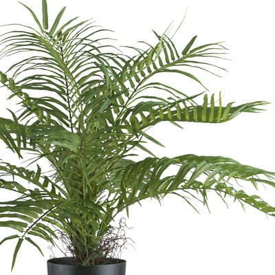 Künstlicher Areca Palmbusch, Höhe ca. 70 cm