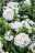 Kölle's Beste Blumensamen Bartnelke (Dianthus barbatus)